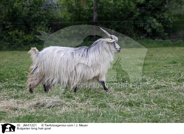 Bulgarian long hair goat / JM-01221