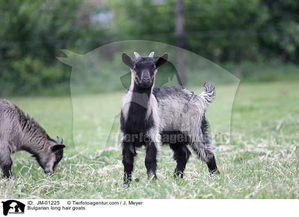 Bulgarian long hair goats / JM-01225