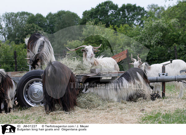 Bulgarian long hair goats and  Girgentana goats / JM-01227
