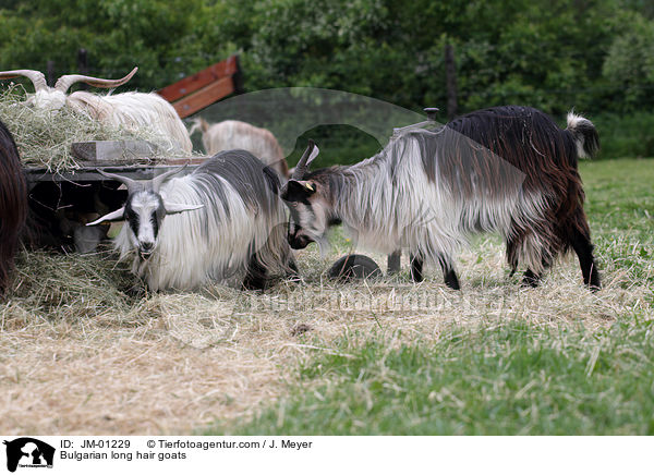 Bulgarische Schraubenhrnige Langhaarziegen / Bulgarian long hair goats / JM-01229
