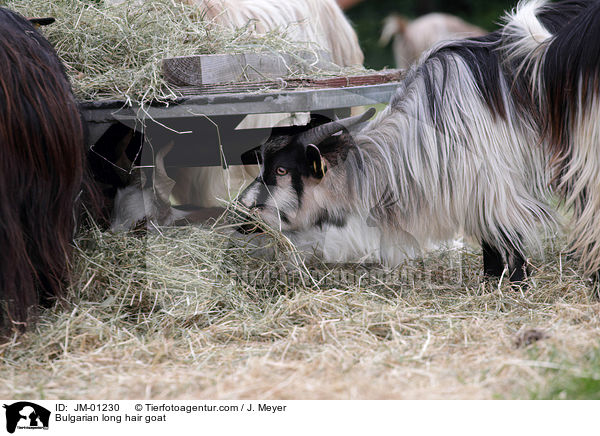 Bulgarische Schraubenhrnige Langhaarziege / Bulgarian long hair goat / JM-01230