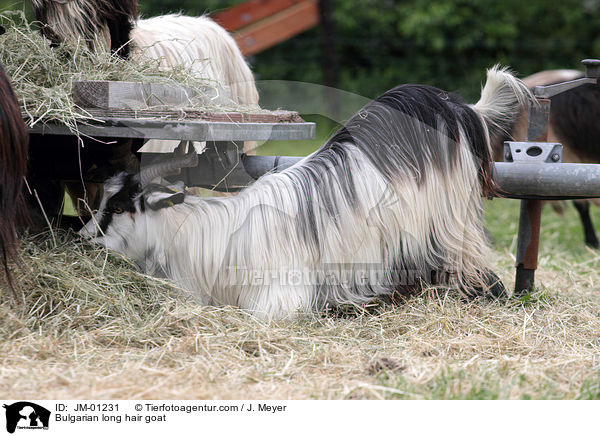 Bulgarian long hair goat / JM-01231