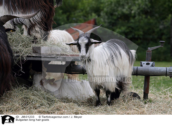 Bulgarische Schraubenhrnige Langhaarziegen / Bulgarian long hair goats / JM-01233