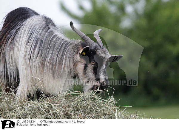Bulgarian long hair goat / JM-01234