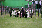 Bulgarian long hair goats and  Girgentana goats