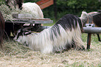 Bulgarian long hair goat