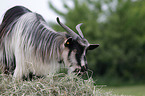 Bulgarian long hair goat