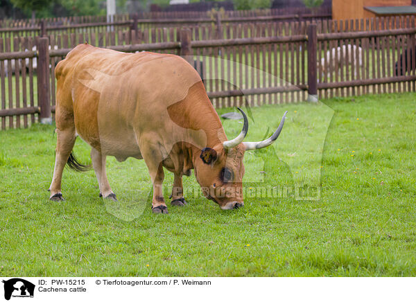 Cachena cattle / PW-15215