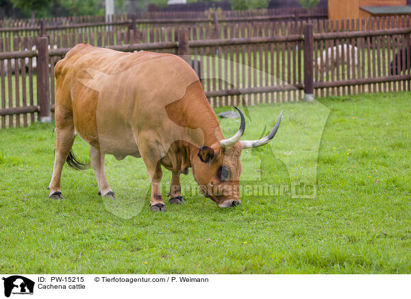Cachena-Rind / Cachena cattle / PW-15215