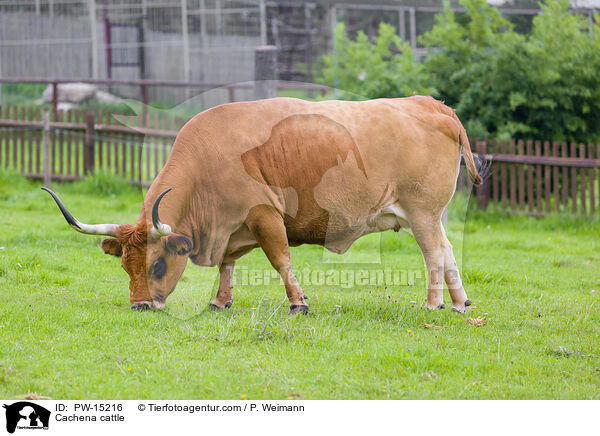 Cachena-Rind / Cachena cattle / PW-15216