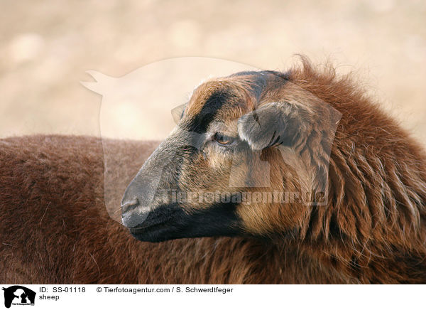 Kamerunschaf / sheep / SS-01118