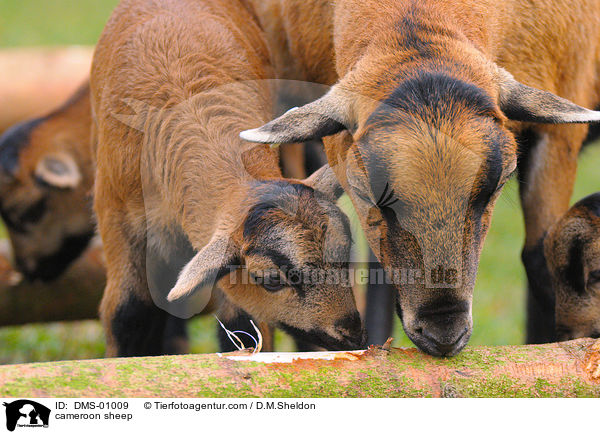 Kamerunschaf / cameroon sheep / DMS-01009
