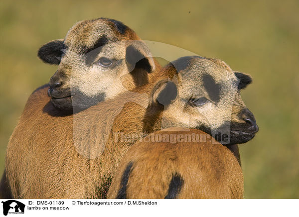 Lmmer auf der Wiese / lambs on meadow / DMS-01189