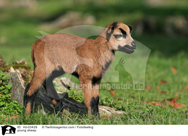 junges Kamerunschaf / young sheep / HJ-03428