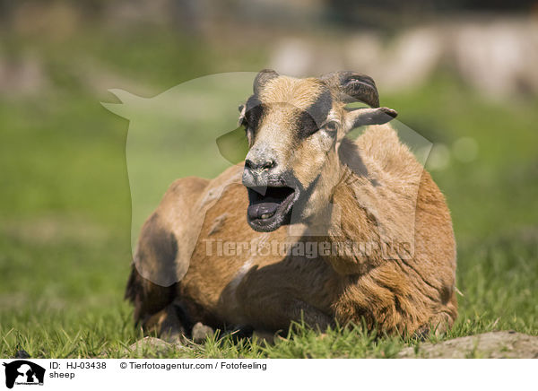 Kamerunschaf / sheep / HJ-03438