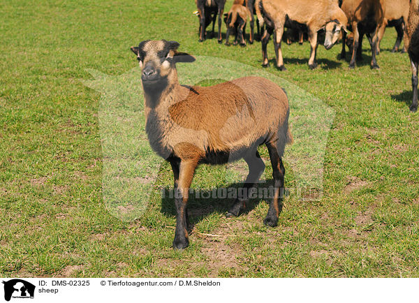 Kamerunschaf / sheep / DMS-02325