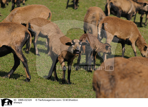 Kamerunschafe / sheeps / DMS-02328