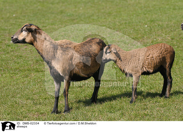 Kamerunschafe / sheeps / DMS-02334