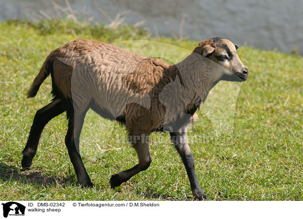laufendes Kamerunschaf / walking sheep / DMS-02342