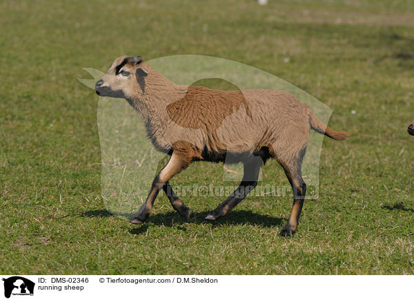 laufendes Kamerunschaf / running sheep / DMS-02346
