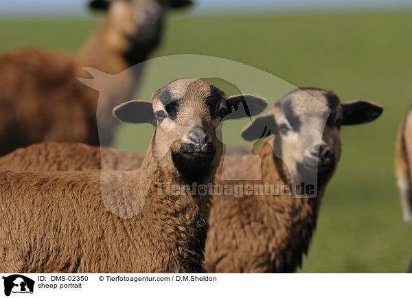 Kamerunschaf Portrait / sheep portrait / DMS-02350