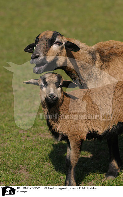 Kamerunschafe / sheeps / DMS-02352