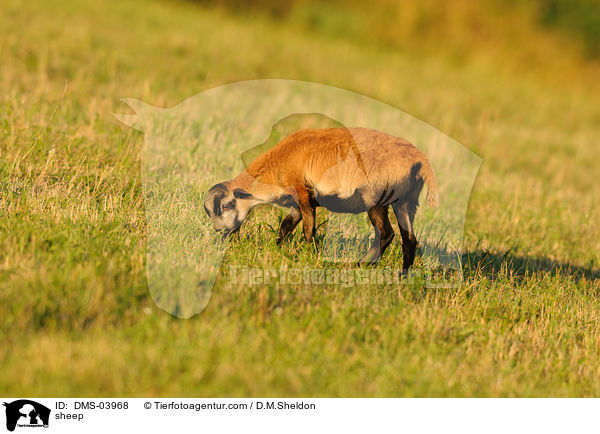Kamerunschaf / sheep / DMS-03968