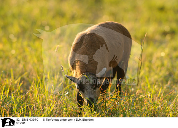 Kamerunschaf / sheep / DMS-03970