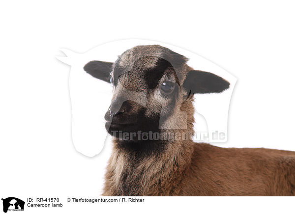 Kamerunschaf Lamm / Cameroon lamb / RR-41570
