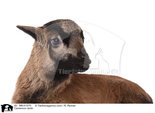 Kamerunschaf Lamm / Cameroon lamb / RR-41575