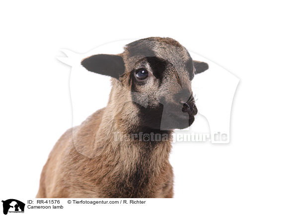 Kamerunschaf Lamm / Cameroon lamb / RR-41576