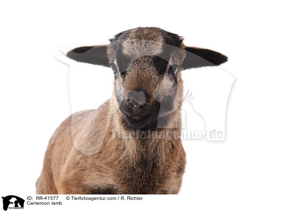 Kamerunschaf Lamm / Cameroon lamb / RR-41577