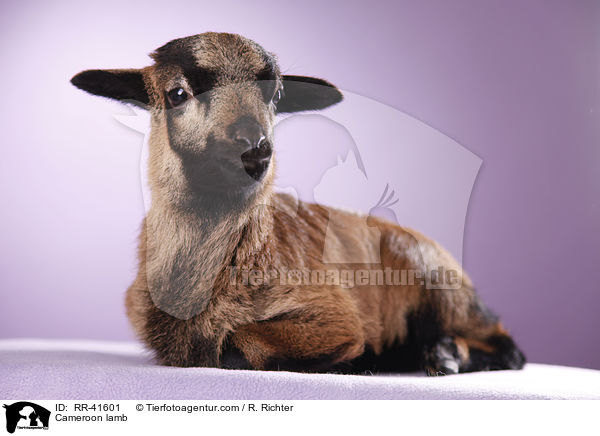 Kamerunschaf Lamm / Cameroon lamb / RR-41601