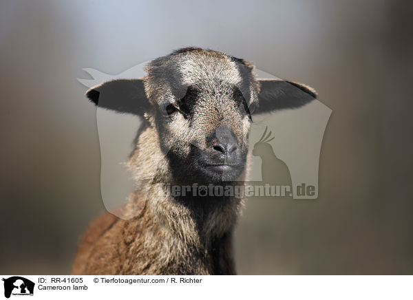 Kamerunschaf Lamm / Cameroon lamb / RR-41605