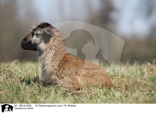 Kamerunschaf Lamm / Cameroon lamb / RR-41606