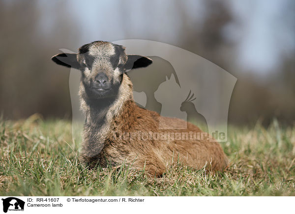 Cameroon lamb / RR-41607