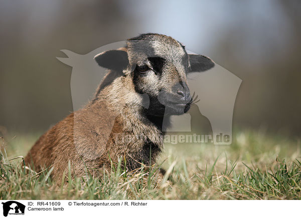 Kamerunschaf Lamm / Cameroon lamb / RR-41609