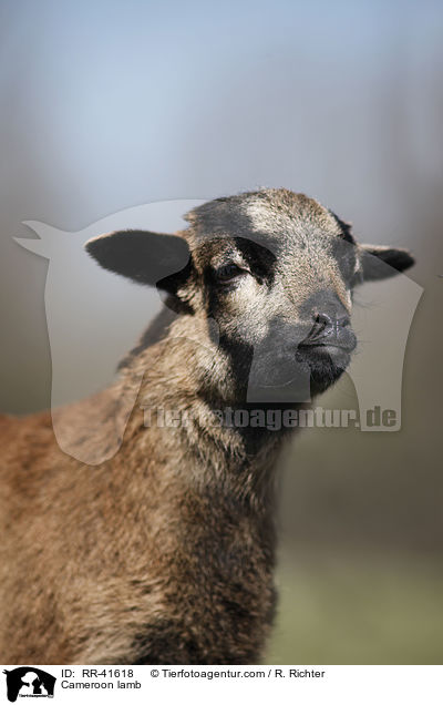 Kamerunschaf Lamm / Cameroon lamb / RR-41618