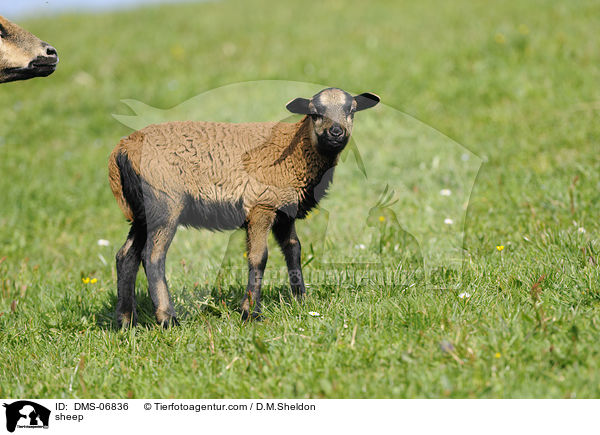 Kamerunschaf / sheep / DMS-06836