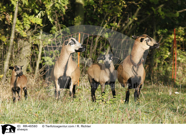 Kamerunschafe / sheeps / RR-46580