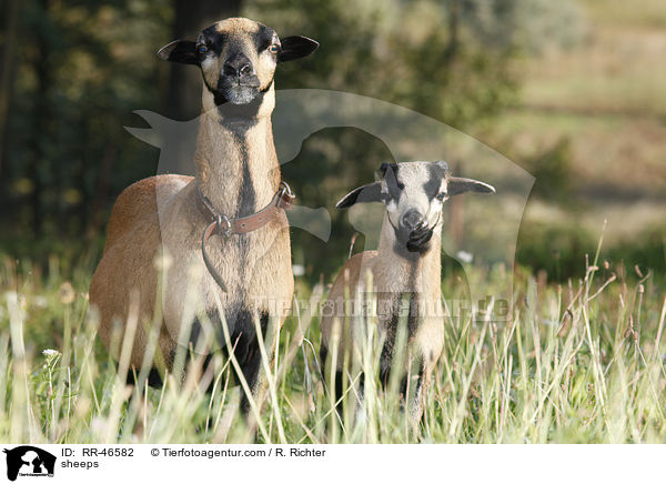 Kamerunschafe / sheeps / RR-46582