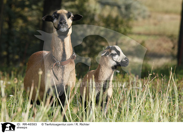 Kamerunschafe / sheeps / RR-46583