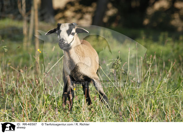 Kamerunschaf / sheep / RR-46587