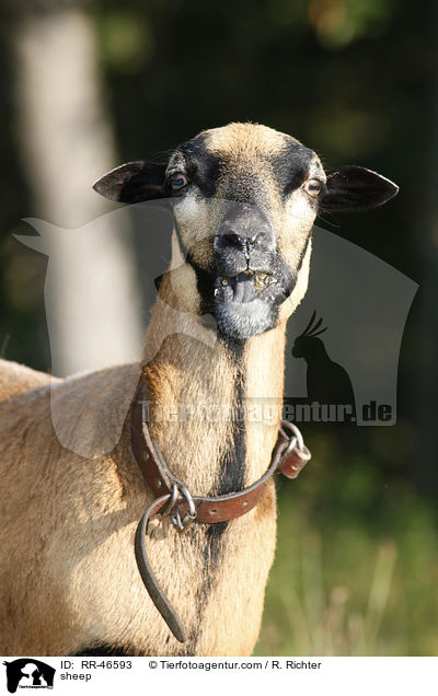 Kamerunschaf / sheep / RR-46593