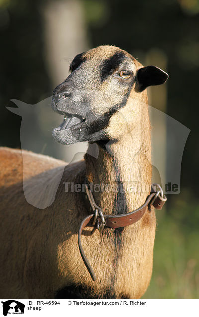 Kamerunschaf / sheep / RR-46594