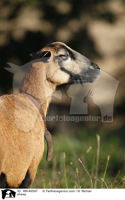 Kamerunschaf / sheep / RR-46597
