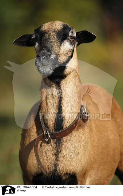 Kamerunschaf / sheep / RR-46604