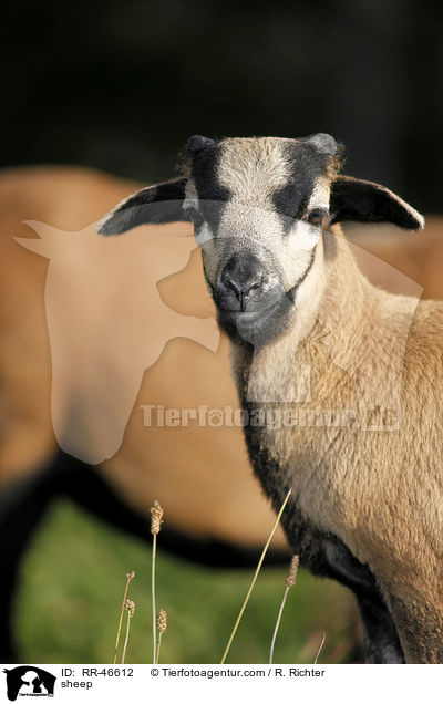 Kamerunschaf / sheep / RR-46612