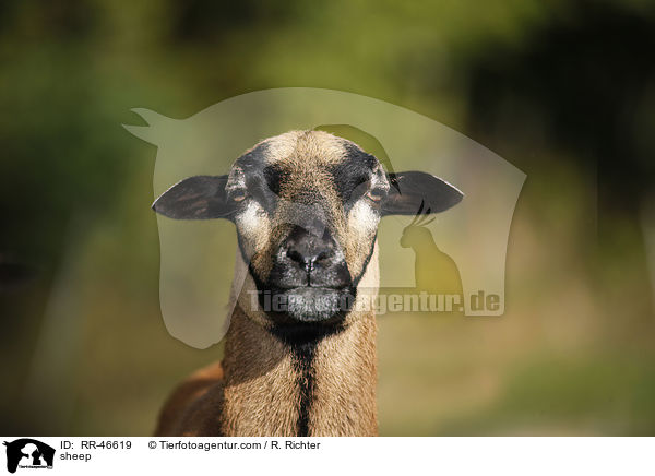 Kamerunschaf / sheep / RR-46619