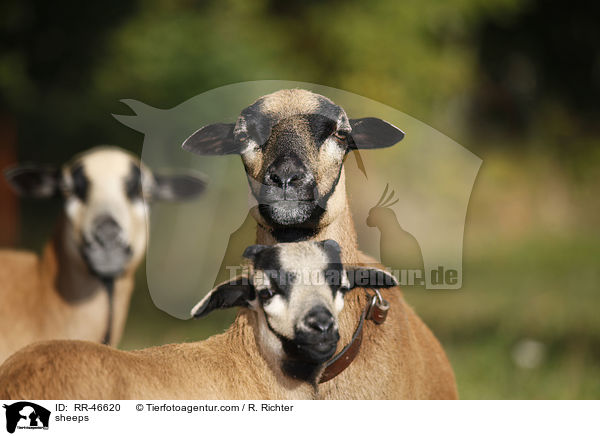 Kamerunschafe / sheeps / RR-46620